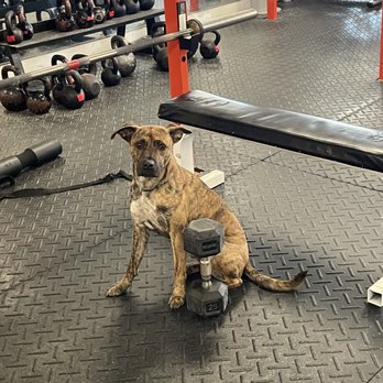 Get Fit - Gym dog!! - Gyms Near Me - Winston-Salem, North Carolina Get Fit - Gym dog!! - Gyms Near Me - Winston-Salem, North Carolina