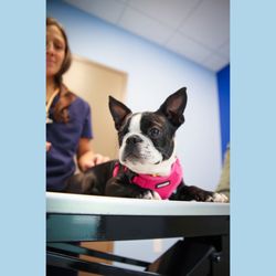 Family Pet Clinic Horsham