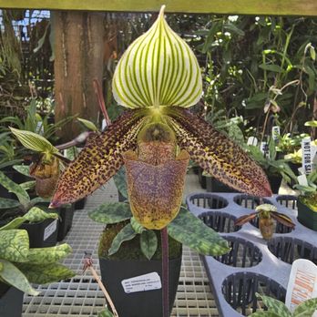 Andy's Orchids - Nurseries & Gardening Near Me - Encinitas, California