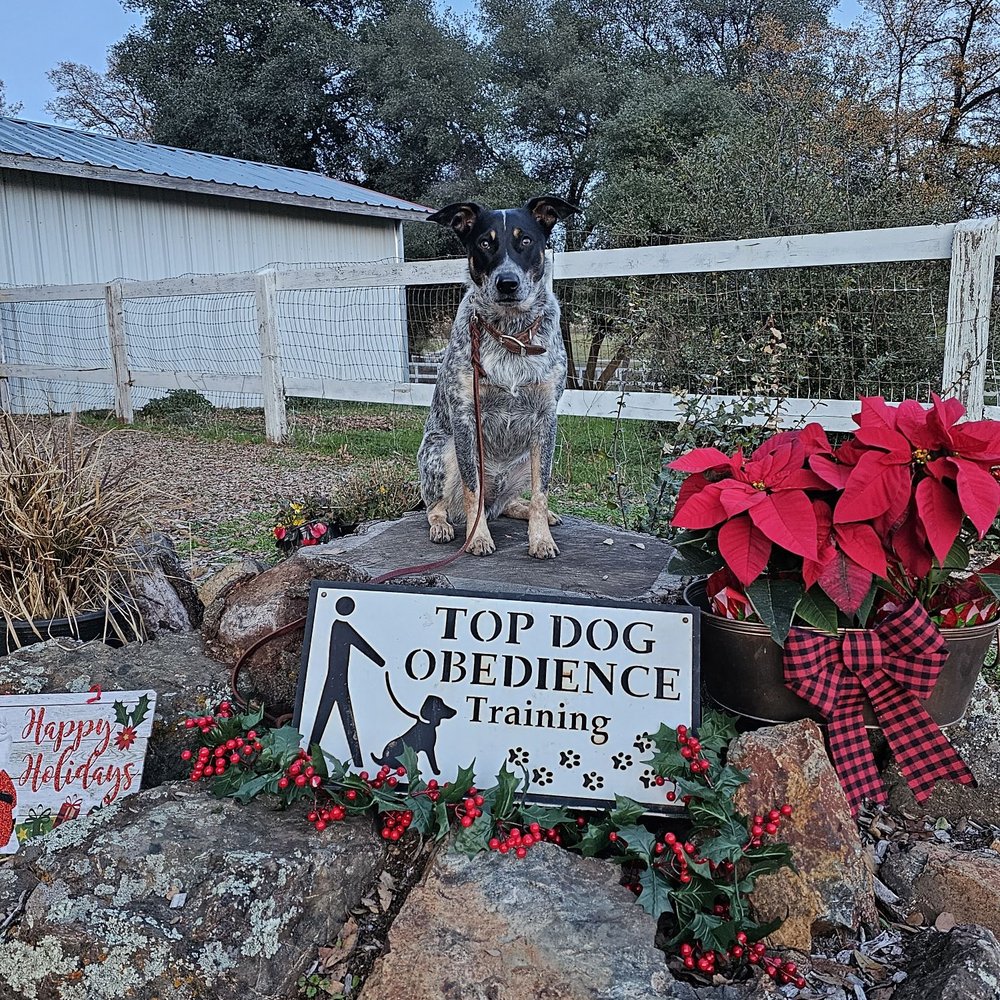 Top Dog Canine Classroom - Love these Classes! - Pet Training Near Me - Grass Valley, California Top Dog Canine Classroom - Love these Classes! - Pet Training Near Me - Grass Valley, California