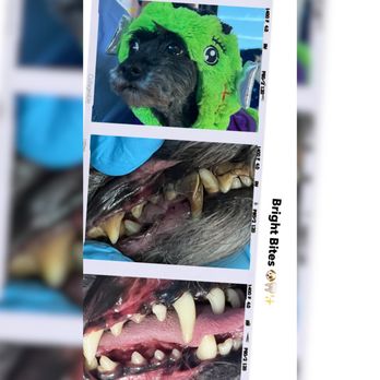 Bright Bites - Veterinarians Near Me Bright Bites - Veterinarians Near Me