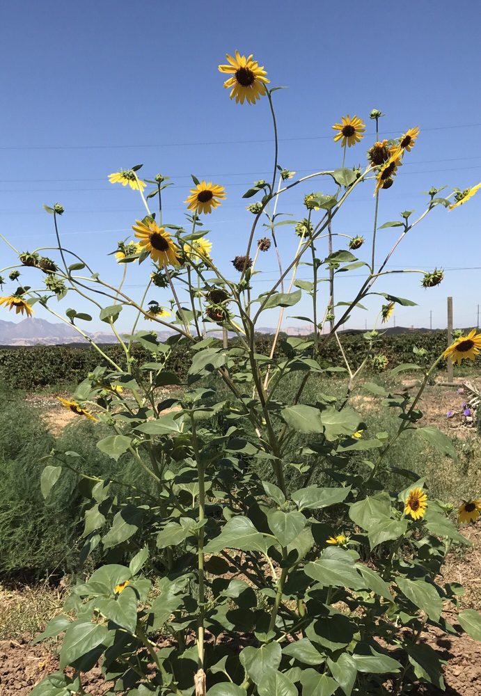 The flowers were everywhere and beautiful. Yelp