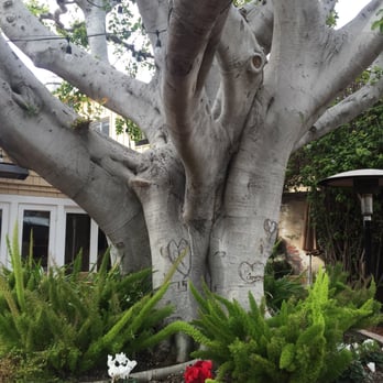 Piatti - The tree! - Italian Near Me - La Jolla, California Piatti - The tree! - Italian Near Me - La Jolla, California
