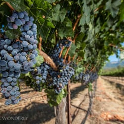 Nice juicy grapes ready for harvest