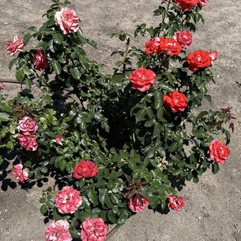 Manzanar National Historic Site - Roses - Landmarks & Historical Buildings Near Me - Independence, California