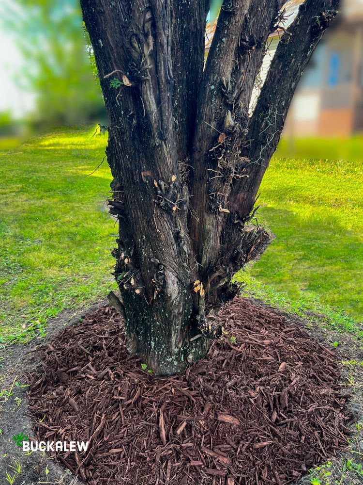 Buckalew Land Services - tree service in Jacksonville, FL