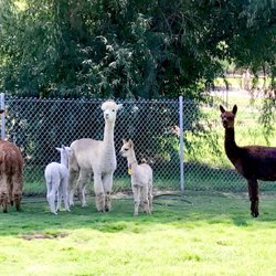 Cute Alpaca family!