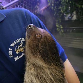 SLOTH ENCOUNTERS - Updated January 2025 - 83 Photos - 551 Veterans