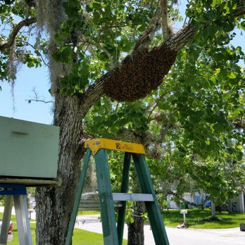 CL Best Honey Bees - Pest Control Near Me - Cocoa, Florida CL Best Honey Bees - Pest Control Near Me - Cocoa, Florida