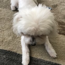 Petvorous Grooming Shop