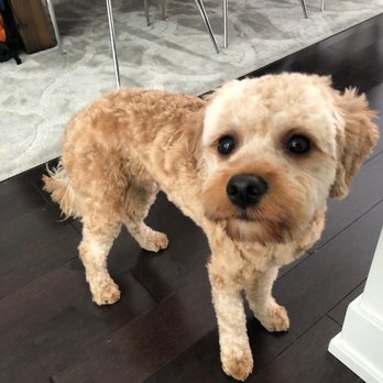 Canine Clips - Dog - Pet Groomers Near Me - Toronto, Ontario Canine Clips - Dog - Pet Groomers Near Me - Toronto, Ontario