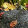 Aquatic Wildlife Company