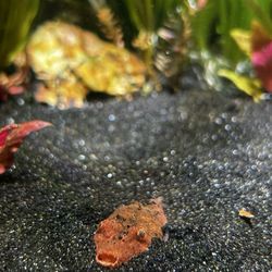 Aquatic Wildlife Company