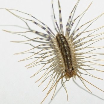 Absolutely The Best Exterminating - Pest Control Near Me - Euclid, Ohio