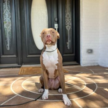 Beyond Boundaries K9 Solutions - Training dog posing in front of our home - Pet Training Near Me