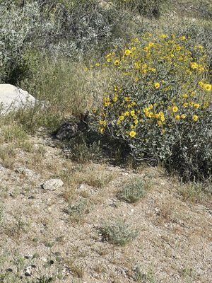 Honey Bee Canyon by null