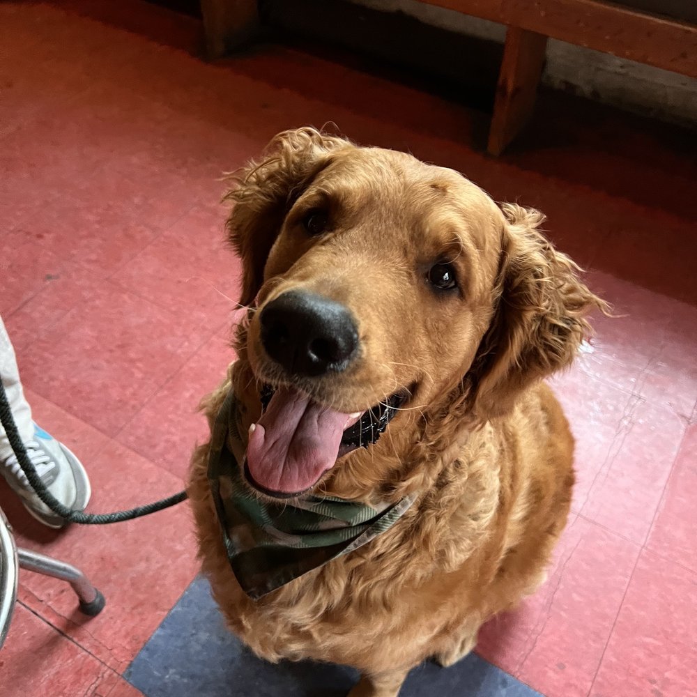 Bar Dog