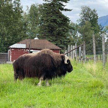 Musk Ox Farm - CSA Near Me - Palmer, Alaska