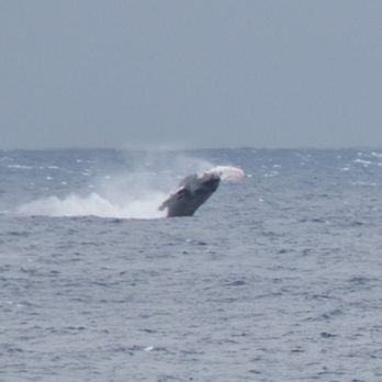 McGregor Point and Lighthouse - Breach! - Landmarks & Historical Buildings Near Me - Wailuku, Hawaii