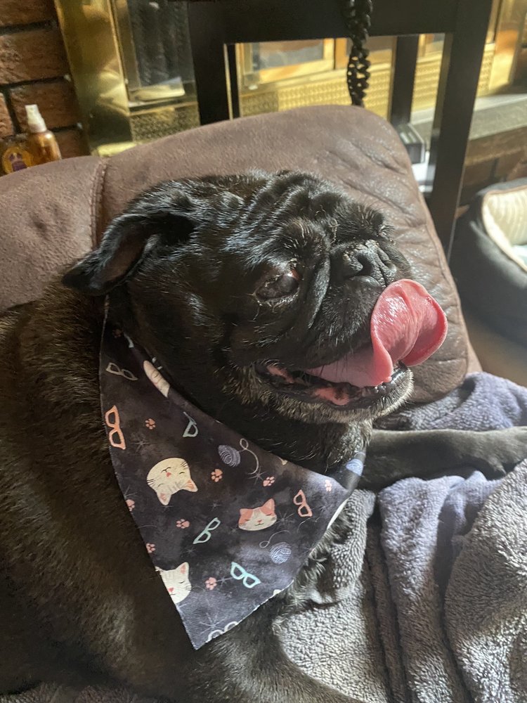 PINKY BLUE PET Updated August 2024 1081 A Yonkers Ave, Yonkers, New