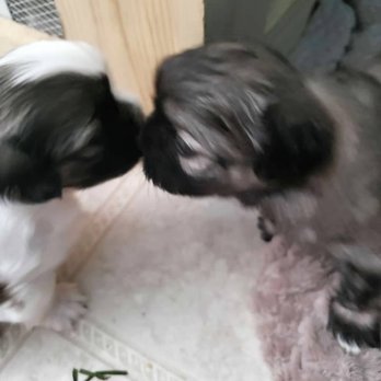 Teddy Bear Tails - Pet Breeders Near Me Teddy Bear Tails - Pet Breeders Near Me