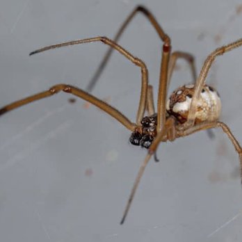 Proper Pest Control - Male widow - Pest Control Near Me Proper Pest Control - Male widow - Pest Control Near Me