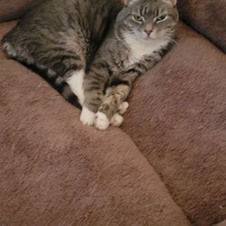 Friends of Pets Store & Adoption Center - My Ginger Daisy