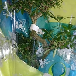 Jardiland - J'ai trouvé mon cadeau à Jardiland ! Un Bonzaï !!!! Il est toooop !