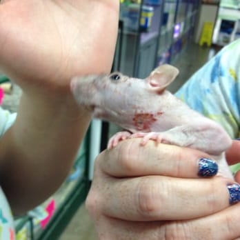 Petz Place - "Rescued" /bought this poor rat from this horrible place today! Told the manager it was ridiculous and wrong! Don't support them - Pet Stores Near Me - New Philadelphia, Ohio Petz Place - "Rescued" /bought this poor rat from this horrible place today! Told the manager it was ridiculous and wrong! Don't support them - Pet Stores Near Me - New Philadelphia, Ohio