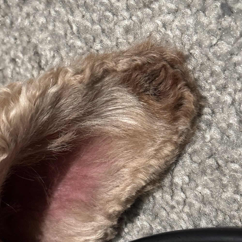 Dog Gone Gorgeous - Pet Groomers Near Me - Canton, Massachusetts Dog Gone Gorgeous - Pet Groomers Near Me - Canton, Massachusetts