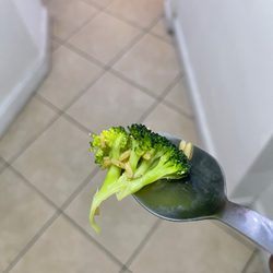 China Star - Larve eating broccoli