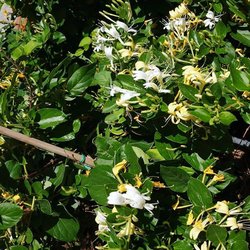Natura Greenhouse - Fragrant Honey Suckle !
