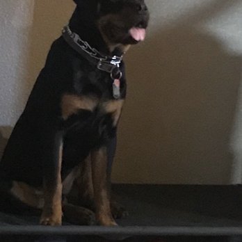 Mesahaus Dog Training Facility - Havoc in place waiting to be fed. - Pet Training Near Me - Susanville, California
