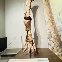 Royal Tyrrell Museum