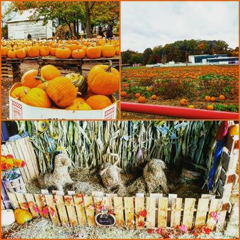 Styer Orchard - Pick Your Own Farms Near Me - Langhorne, Pennsylvania