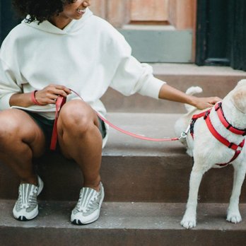 Lead Dog - Pet Training Near Me - North Bend, Washington