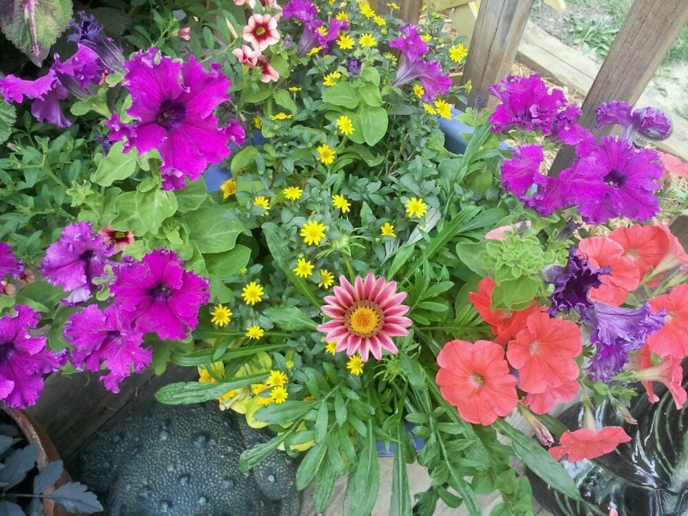 HOUSTON’S GARDEN & GIFT Updated September 2024 914 N Mantorville