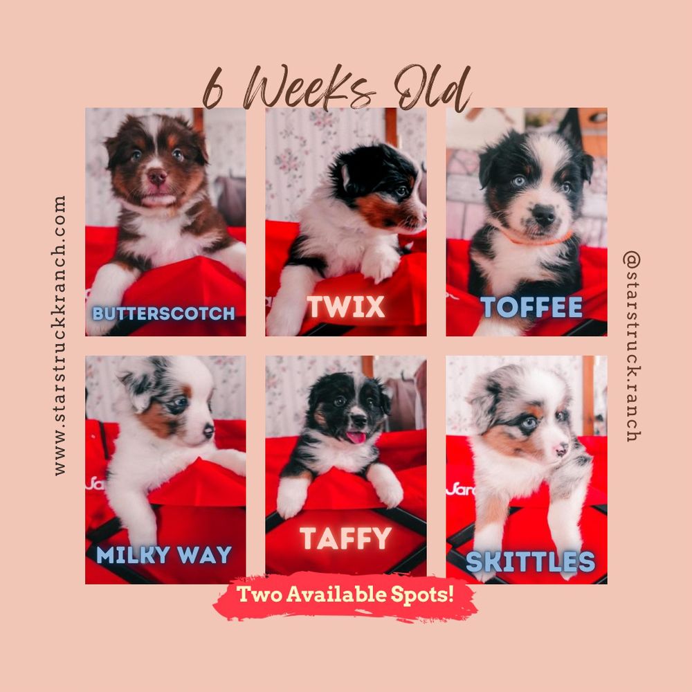 STARSTRUCK RANCH 8845 Wolcott Rd, Clarence Center, NY Yelp