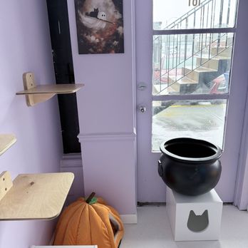 Happy Cat Hotel & Spa - More of the Halloween themed room - Pet Boarding Near Me - Saint Louis, Missouri