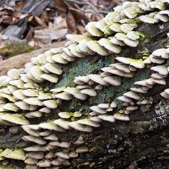 Charleston Falls Preserve - Fungi - Parks Near Me - Tipp City, Ohio Charleston Falls Preserve - Fungi - Parks Near Me - Tipp City, Ohio