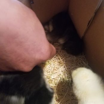 Tractor Supply Company - Found the poor baby trampled to death by the pther 19 chicks! - Hardware Stores Near Me - Brentwood, Tennessee Tractor Supply Company - Found the poor baby trampled to death by the pther 19 chicks! - Hardware Stores Near Me - Brentwood, Tennessee