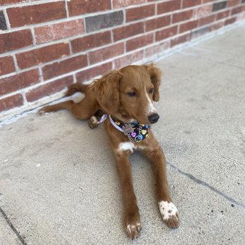 Snazzy Paws Pet Parlor - Pet Groomers Near Me - Nederland, Texas Snazzy Paws Pet Parlor - Pet Groomers Near Me - Nederland, Texas