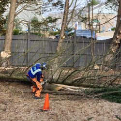 Sesmas Tree Service