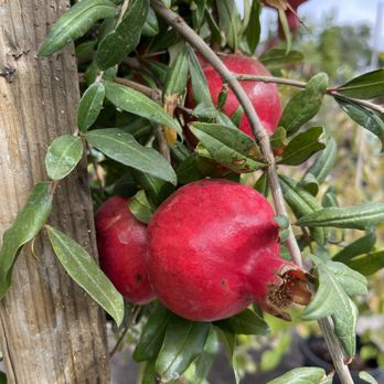 Whispering Winds Nursery - Nurseries & Gardening Near Me - Ukiah, California Whispering Winds Nursery - Nurseries & Gardening Near Me - Ukiah, California