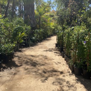 Halls Plant Nursery - First walking into the nursery. - Nurseries & Gardening Near Me - Temecula, California Halls Plant Nursery - First walking into the nursery. - Nurseries & Gardening Near Me - Temecula, California