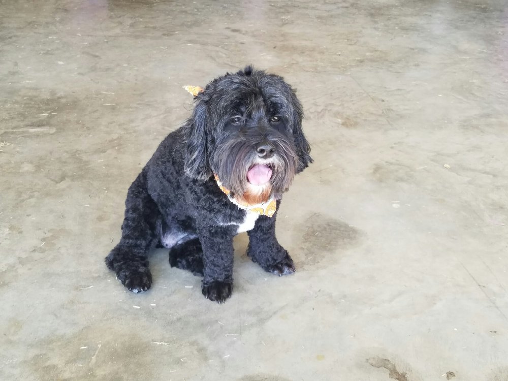 WAGGING TAILS DOG SALON Updated August 2024 1532 Ashland City Rd