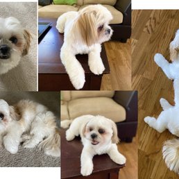 My Shih Tzu Luna. 11 months. My Shih Tzu Luna. 11 months.