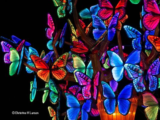 Woodland Park Zoo by null