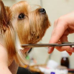 Stateline Animal Hospital