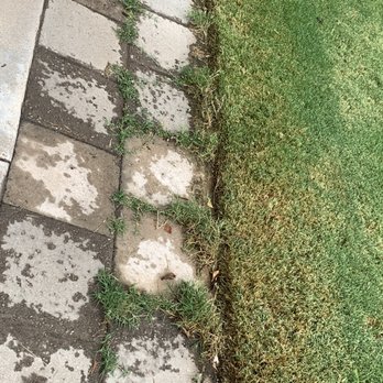 Empire Yard Maintenance - The image shows a section of sidewalk with concrete pavers that are stained and uneven, with some dirt and water spots visible. Grass and weeds are growing between the pavers and along the edge of the sidewalk, where it meets a grassy lawn. The scene appears to be outdoors, with natural lighting. - Landscaping Near Me